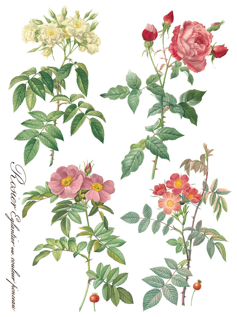 Iron Orchid Rose Botanical IOD Transfer 12x16 Pad™ transfer pad 8 sheets-BluebirdMercantile